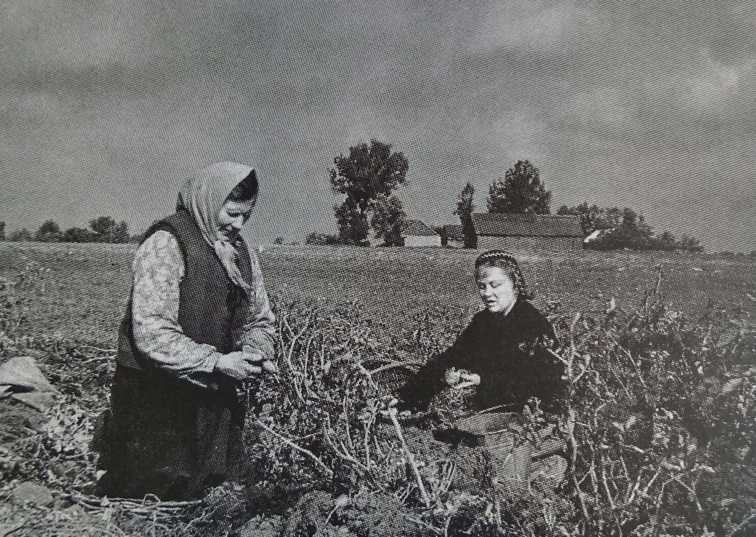 Bulviakasis. Magdalena Ilgūnienė su pirmąja Gedimino žmona Olga Kantališkiuose.